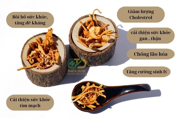 cong-dung-dong-trung-ha-thao (1)