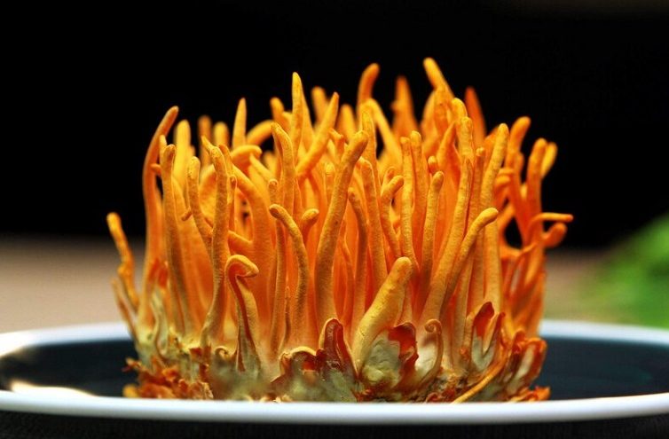 dong-trung-ha-thao-tuoi-ngam-mat-ong