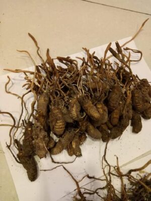 Tuong-tu-nhu-cac-loai-DTHT-khac-DTHT-ve-sau-cung-la-mot-loai-thao-duoc-tot-cho-suc-khoe