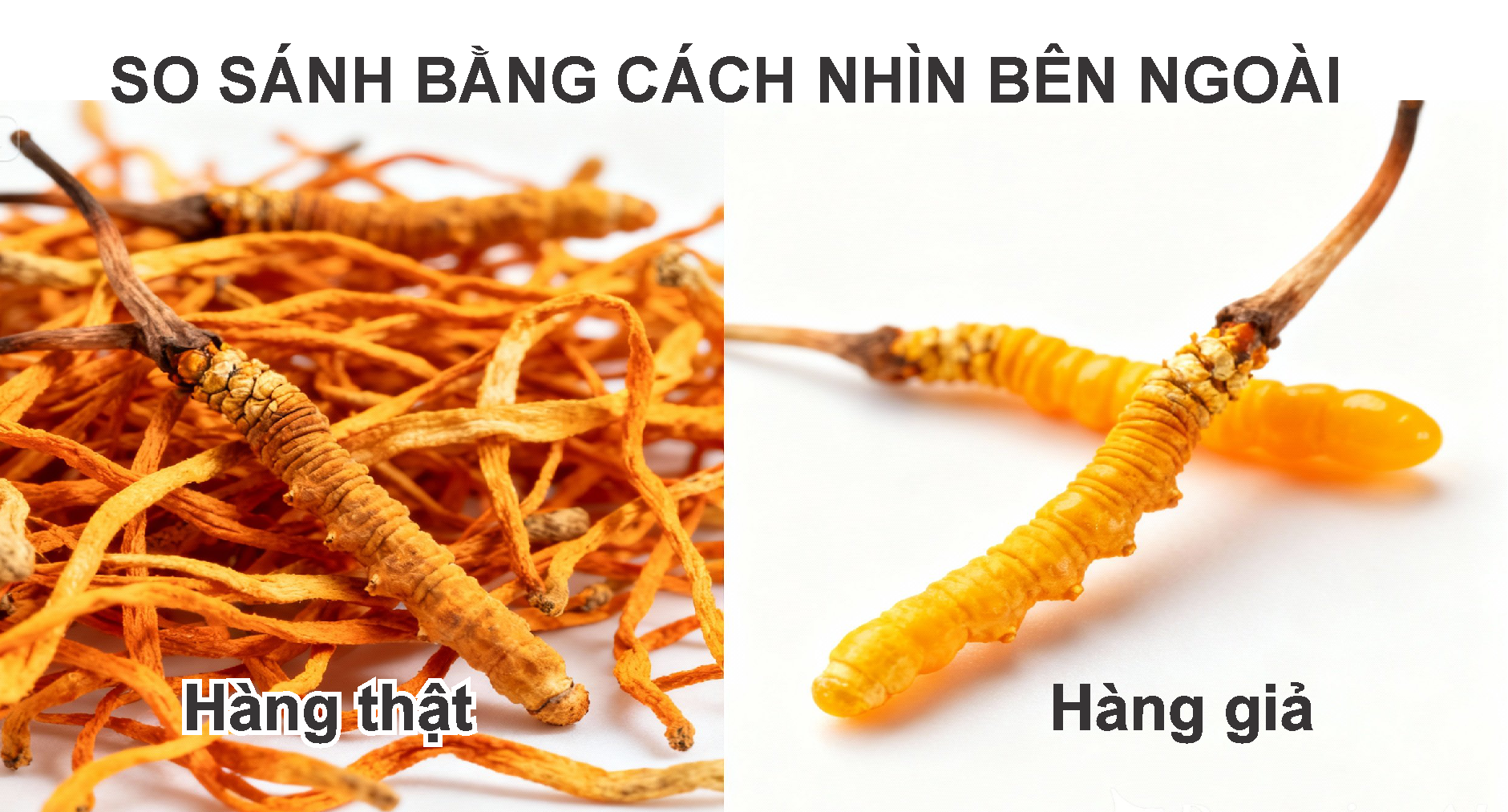 đông trùng hạ thảo có rất nhiều loại, để phân biệt thậy hay giả thì phải so sánh loại cùng hình dáng