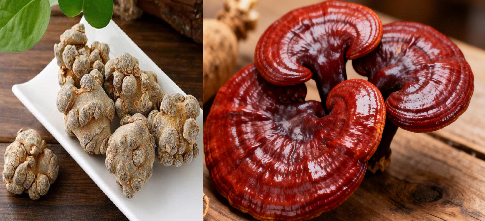 dùng linh chi + tam thất + đông trùng, combo bổ dưỡng