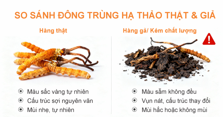 Dùng đông trùng hạ thảo hiệu quả