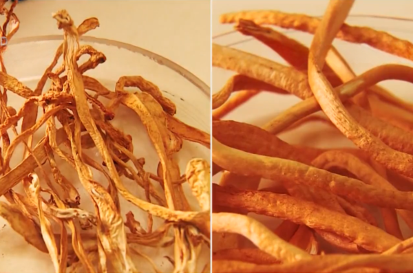 so-sanh-dong-trung-ha-thao-that-gia