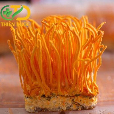 Dong-trung-ha-thao-tuoi