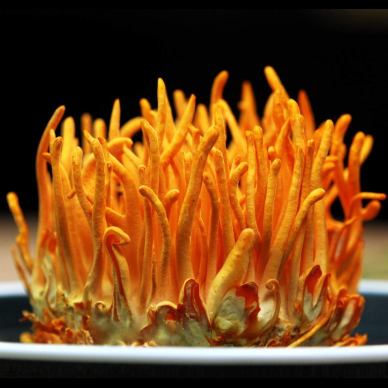 dong-trung-ha-thao-tuoi