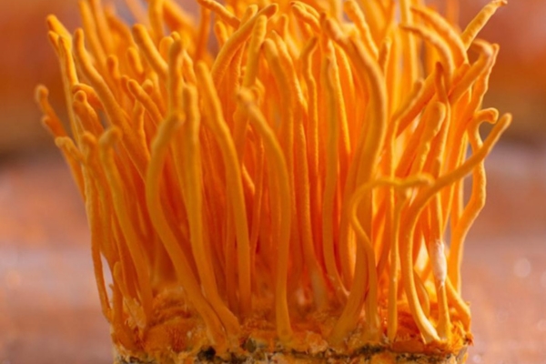 nam-dong-trung-ha-thao-duoc-nuoi-trong