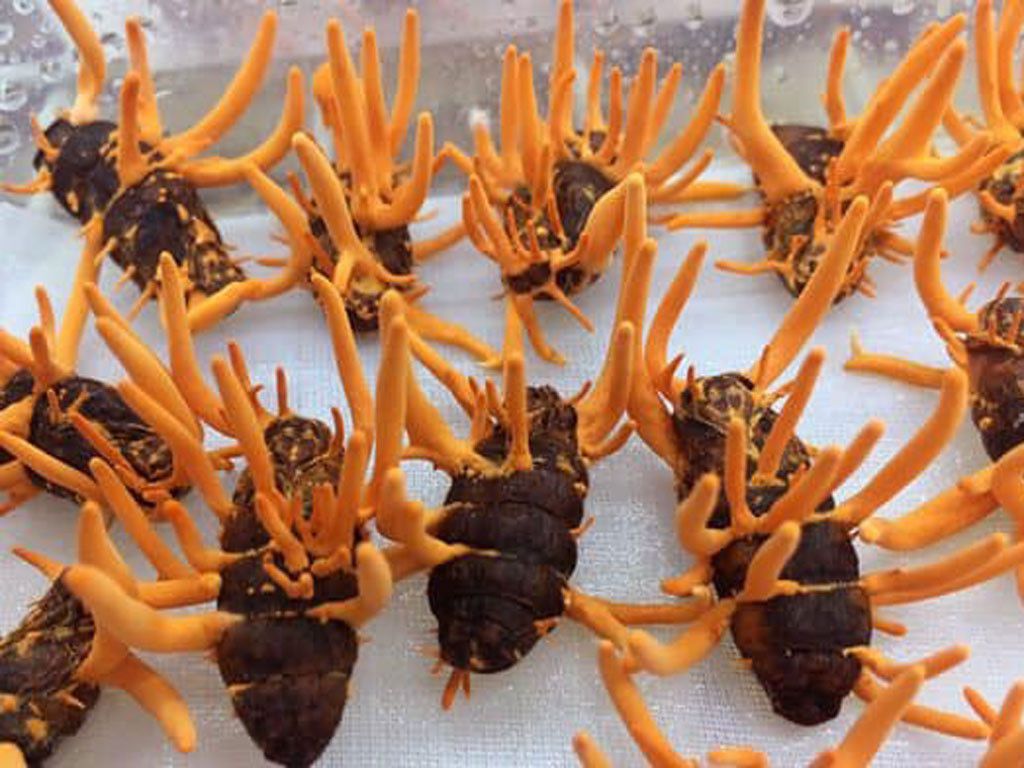 tac-dung-cua-dong-trung-ha-thao-tuoi