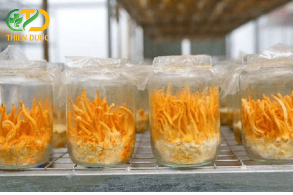 Dong-trung-ha-thao-khong-thich-hop-de-nuoi-trong-tu-lanh