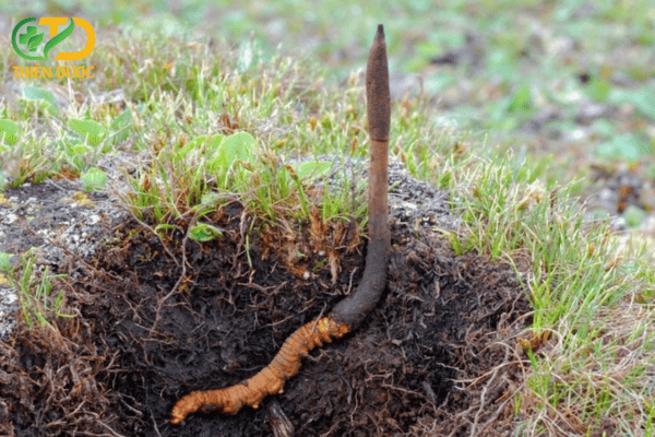 Dong-trung-ha-thao-la-mot-loai-duoc-lieu-quy-hiem