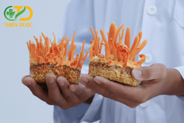 Nuoi-cay-dong-trung-ha-thao-co-kha-thi-khong