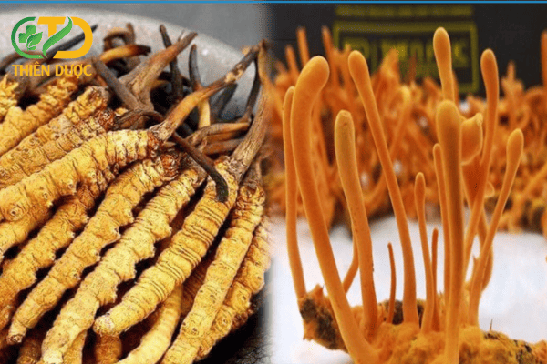 Su-khac-nhau-giua-dong-trung-ha-thao-tu-nhien-va-nuoi-cay