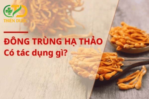 Tac-dung-cua-dong-trung-ha-thao-doi-voi-co-the