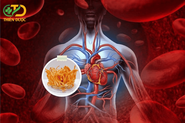 Tac-dung-cua-dong-trung-ha-thao-doi-voi-he-tim-mach