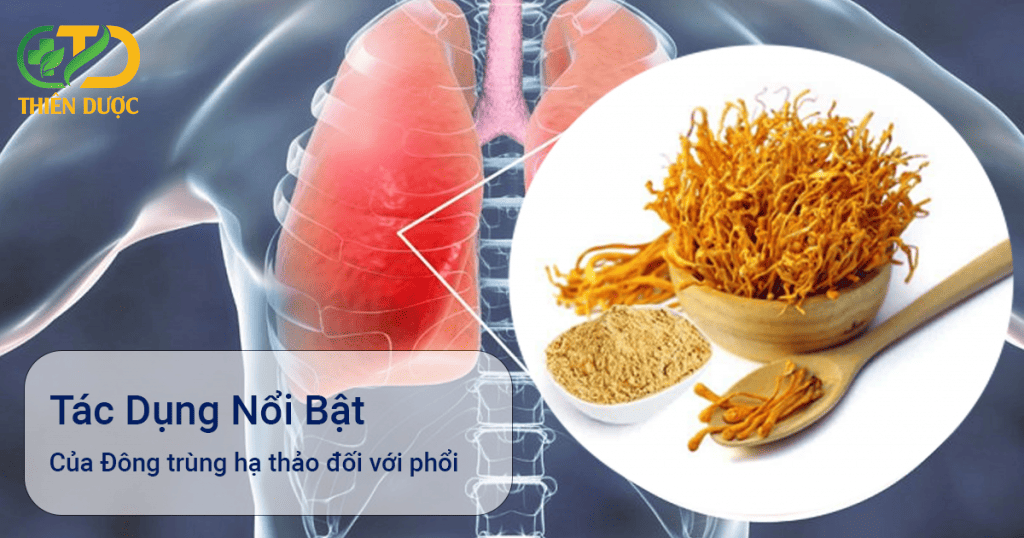 Tac-dung-cua-dong-trung-ha-thao-voi-phoi