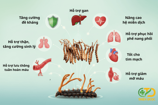 cong-dung-dong-trung-ha-thao