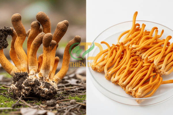 phan-biet-dong-trung