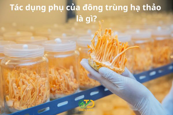 tac-dung-phu-cua-dong-trung-ha-thao