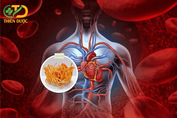 Dong-trung-ha-thao-co-chuc-nang-ho-tro-tuan-hoan-mau