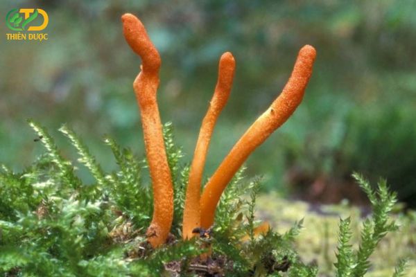 Dong-trung-ha-thao-la-mot-loai-duoc-lieu-quy