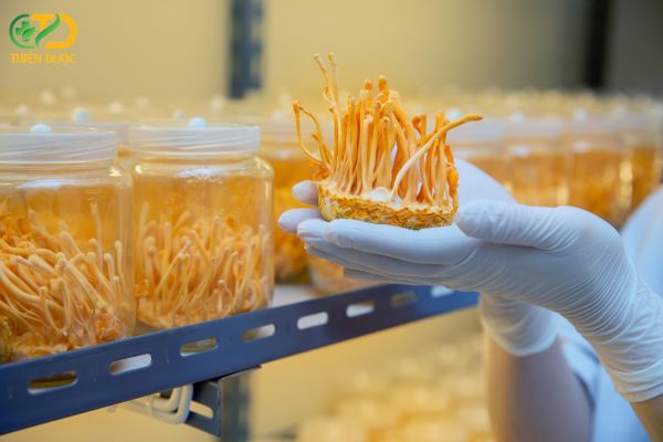 Soi-nam-dong-trung-ha-thao-tuoi-mem-va-mong-nuoc