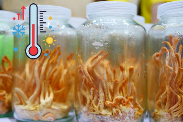 bao-quan-nam-dong-trung-ha-thao-tuoi-dung-cach