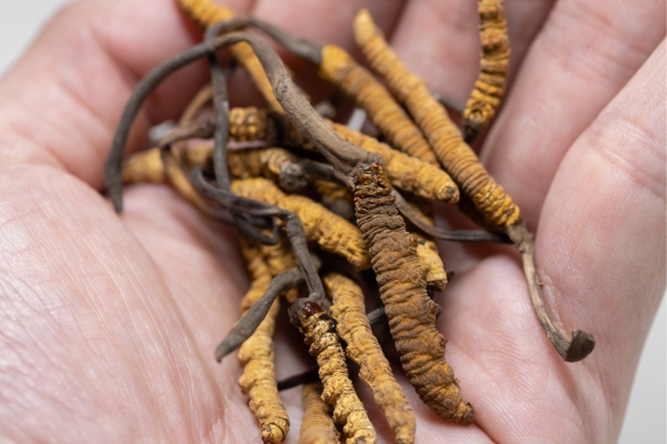 dong-tru-ha-thao-duoc-say-kho-thang-hoa