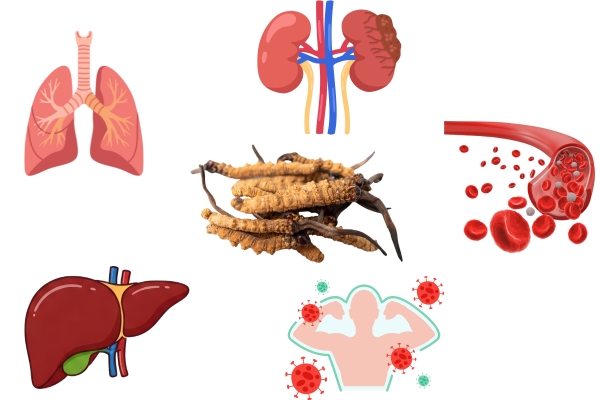 dong-trung-ha-thao-ho-tro-suc-khoe-toan-dien