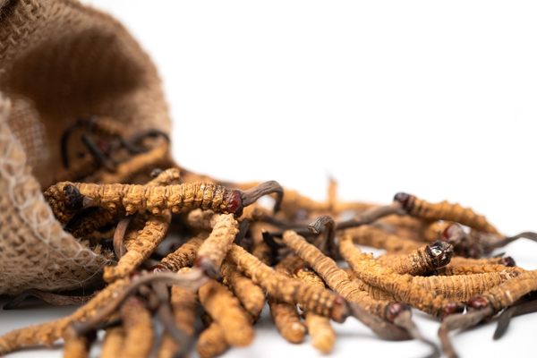 dong-trung-ha-thao-kho-nguyen-con-duoc-say-thang-hoa