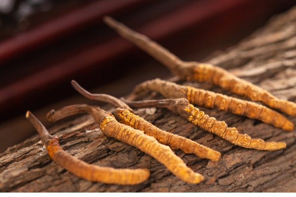 dong-trung-ha-thao-tu-nhien-co-gia-tri-cao