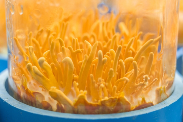 dong-trung-ha-thao-tuoi-nuoi-trong-o-thanh-hoa