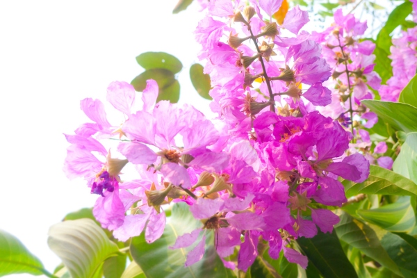 hinh-anh-la-bang-lang-dung-trong-dong-y