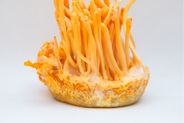 nam-dong-trung-ha-thao-con-nguyen-de