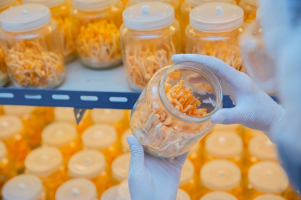 nam-dong-trung-ha-thao