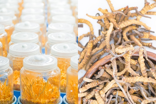 so-sanh-dong-trung-ha-thao-trong-nuoc-voi-nhap-khau