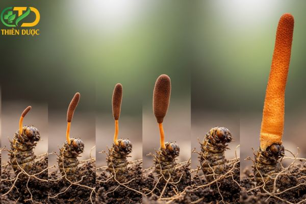 su-phat-trien-dong-trung