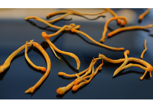 giam-can-bang-dong-trung-ha-thao