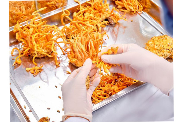 giam-can-nho-su-dung-dong-trung-ha-thao