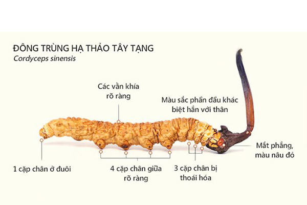 kham-pha-ve-dong-trung-ha-thao