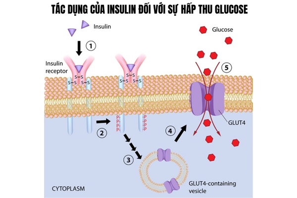 co-che-sinh-hoc-Insulin-kich-thich-kenh-glut4