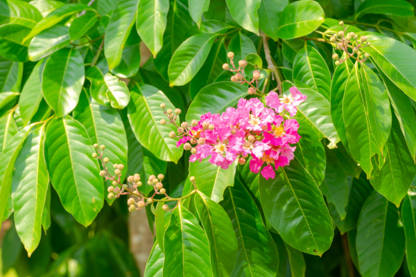 la-bang-lang-chua-acid-corosolic