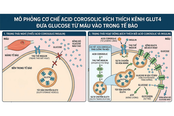 tac-dung-cua-acid-corosolic-voi-benh-tieu-duong-glut4