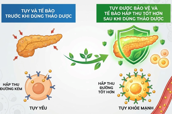 tieu-ap-vuong-ho-tro-phuc-hoi-tuyen-tuy-va-giam-khang-insulin