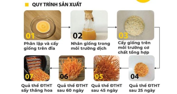 Quy-trinh-san-xuat-dong-trung-ha-thao