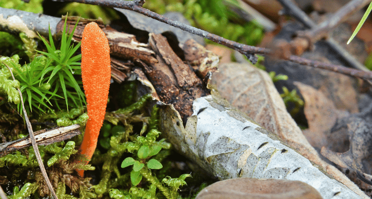 dong-trung-ha-thao-cordyceps-militaris