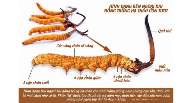 phan-biet-dong-trung-ha-thao-that-gia