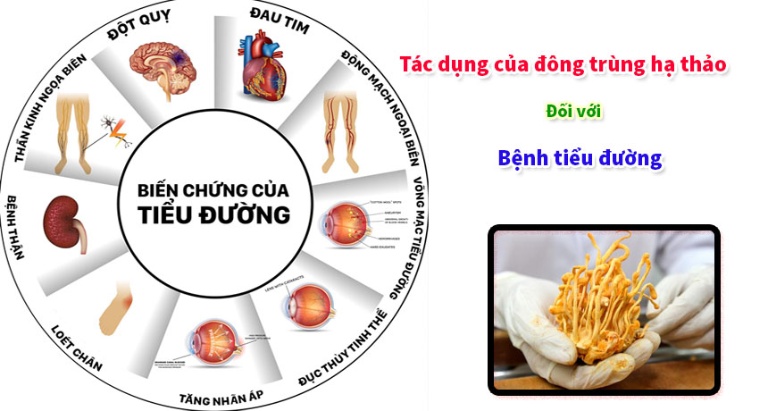 dong-trung-ha-thao-tot-cho-nguoi-tieu-duong