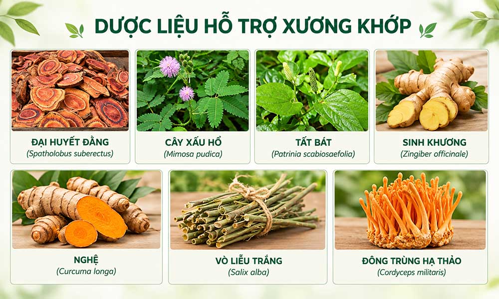 nhom-duoc-lieu-ho-tro-xuong-khop